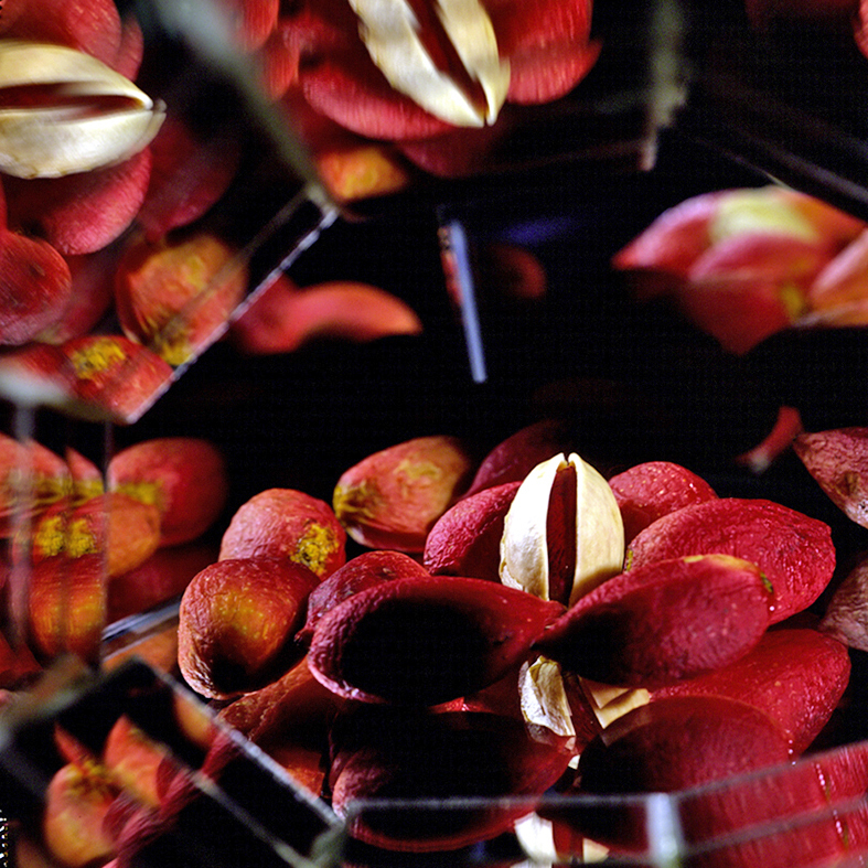 ROSE Caroline 1